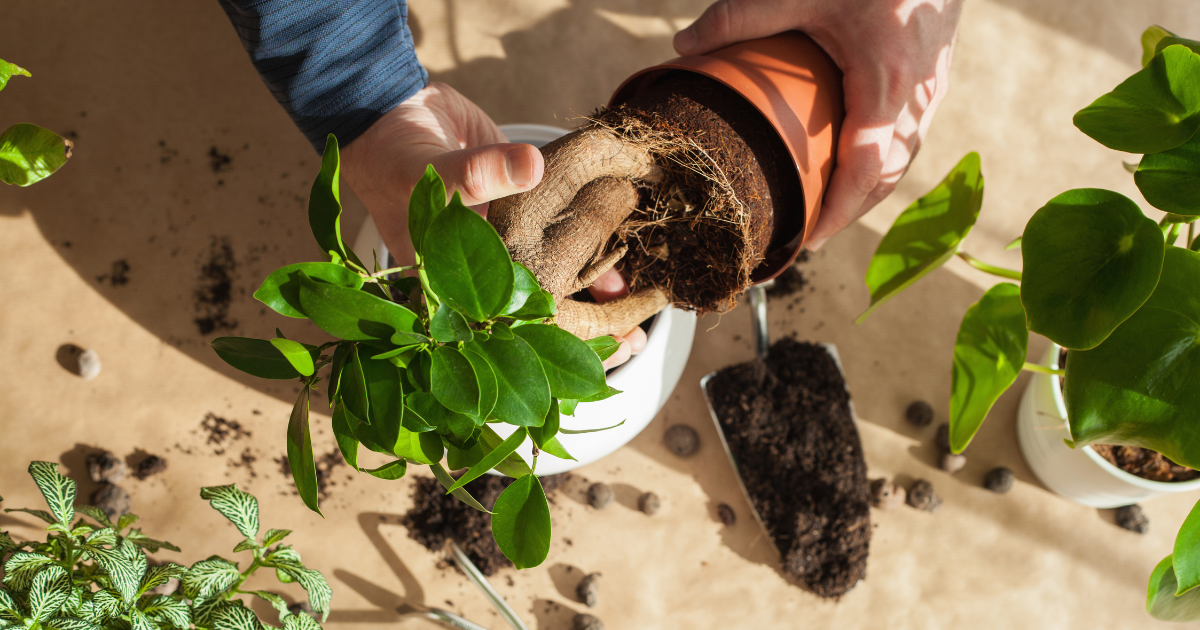 Care Grows Here: Planting Roots for a Healthier Planet and Stronger Communities